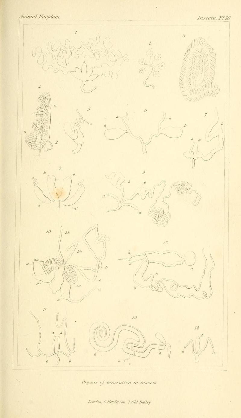 The animal kingdom, arranged according to its organization, serving as a foundation for the natural history of animals (10293441523)