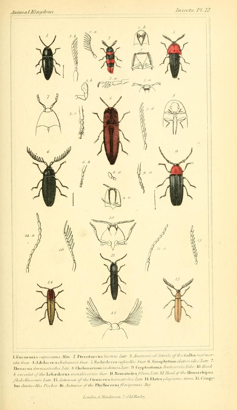The animal kingdom, arranged according to its organization, serving as a foundation for the natural history of animals (10293448426)