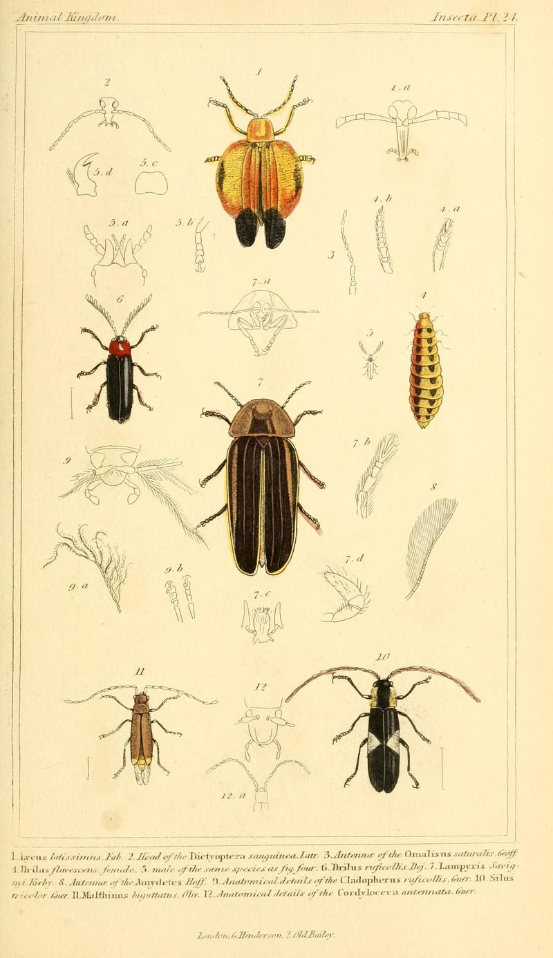 The animal kingdom, arranged according to its organization, serving as a foundation for the natural history of animals (10293458666)