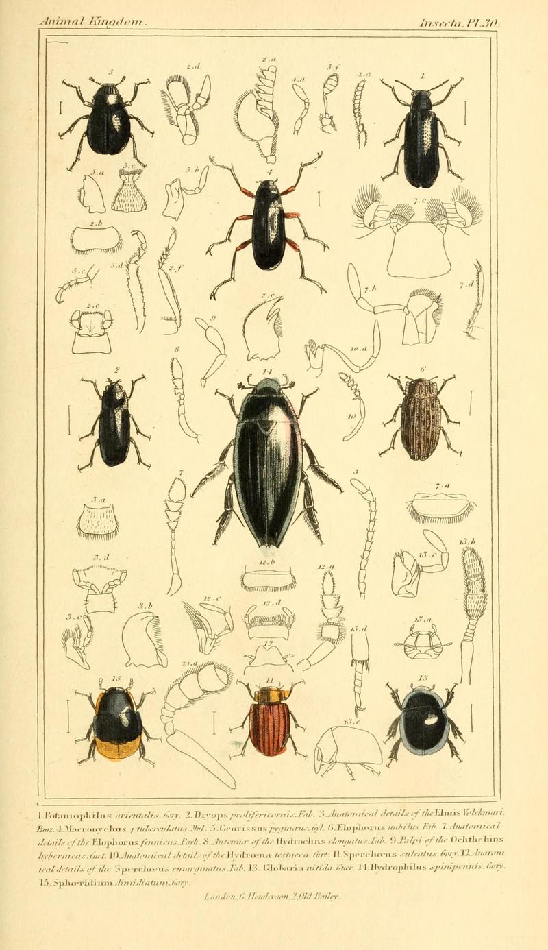 The animal kingdom, arranged according to its organization, serving as a foundation for the natural history of animals (10293491675)