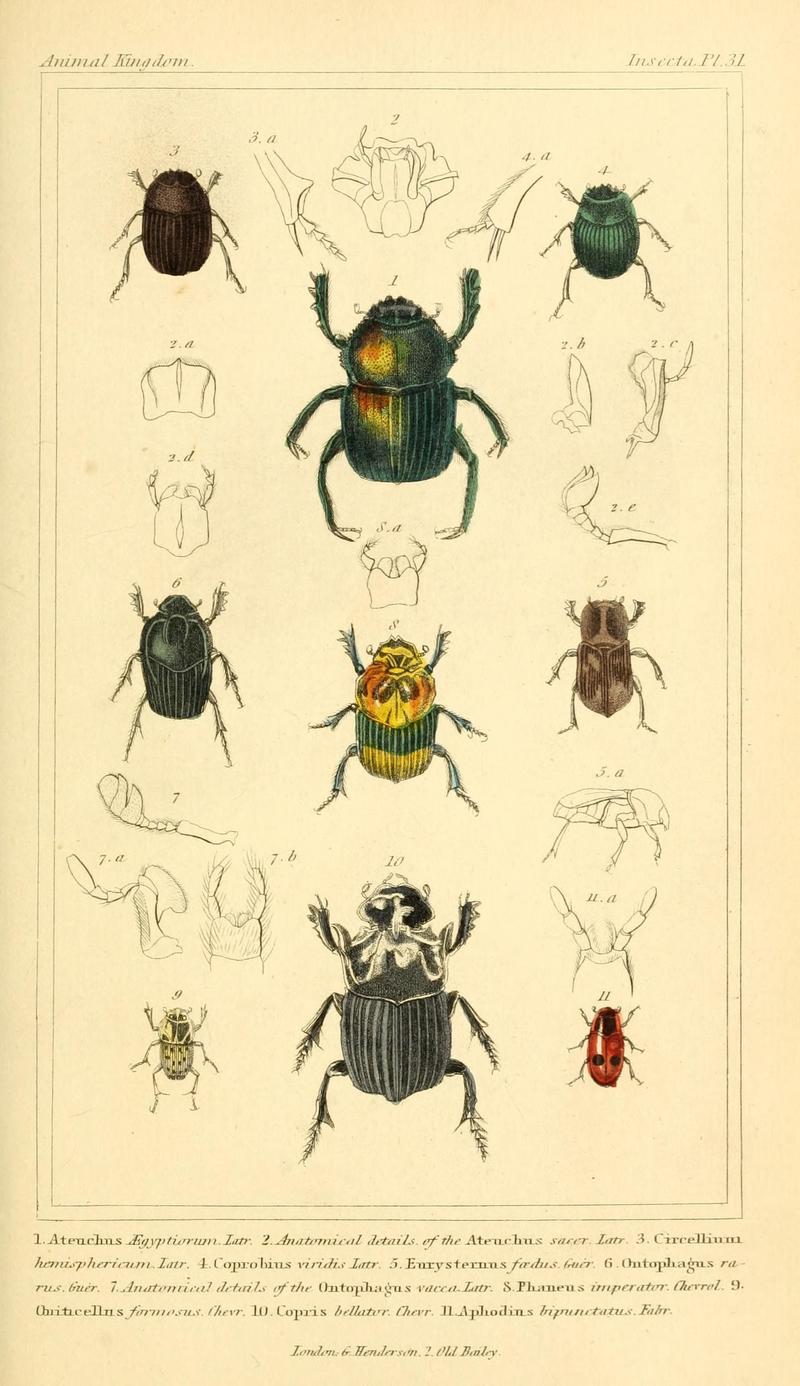The animal kingdom, arranged according to its organization, serving as a foundation for the natural history of animals (10293498396)