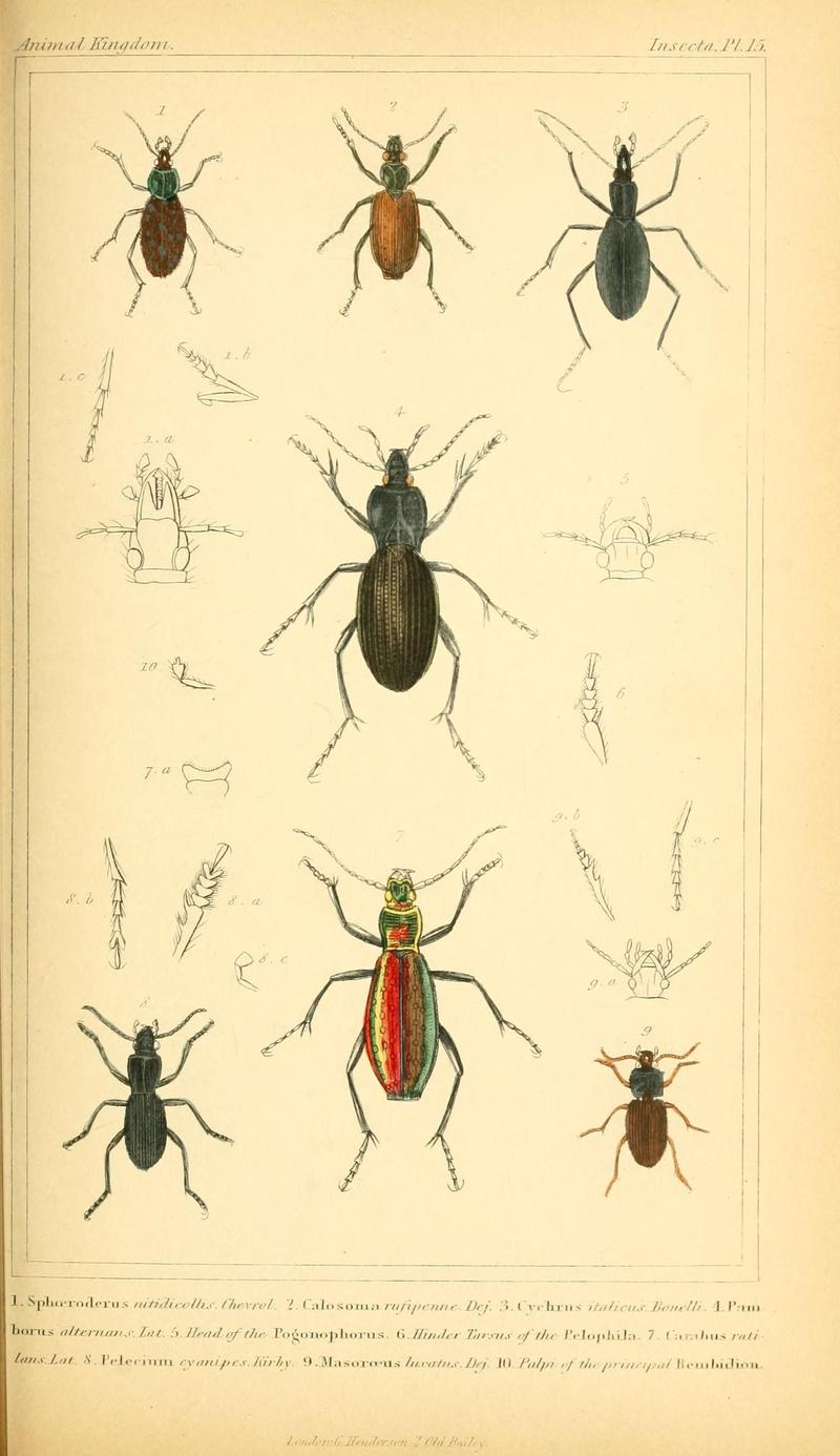The animal kingdom, arranged according to its organization, serving as a foundation for the natural history of animals (10293519853)