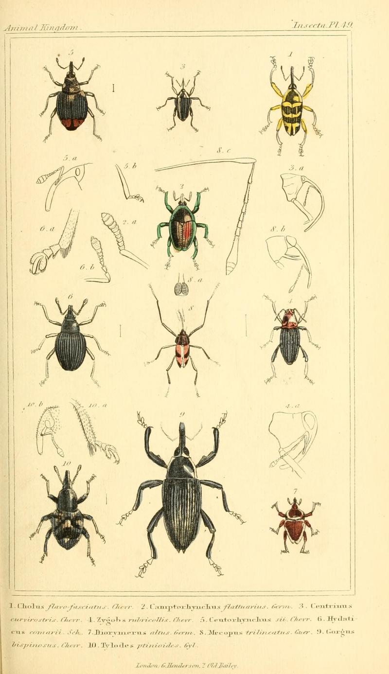 The animal kingdom, arranged according to its organization, serving as a foundation for the natural history of animals (10293522944)