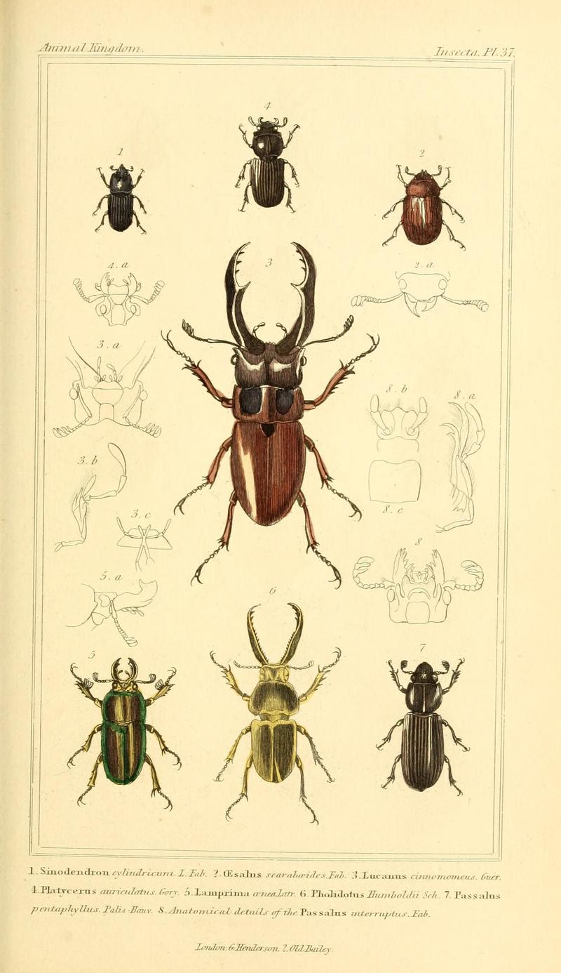 The animal kingdom, arranged according to its organization, serving as a foundation for the natural history of animals (10293538555)
