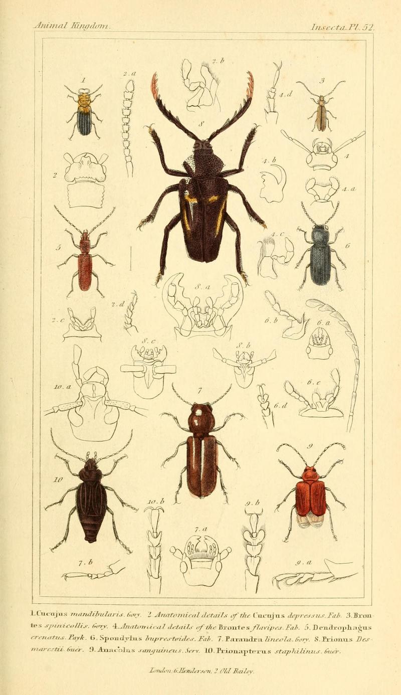 The animal kingdom, arranged according to its organization, serving as a foundation for the natural history of animals (10293539304)