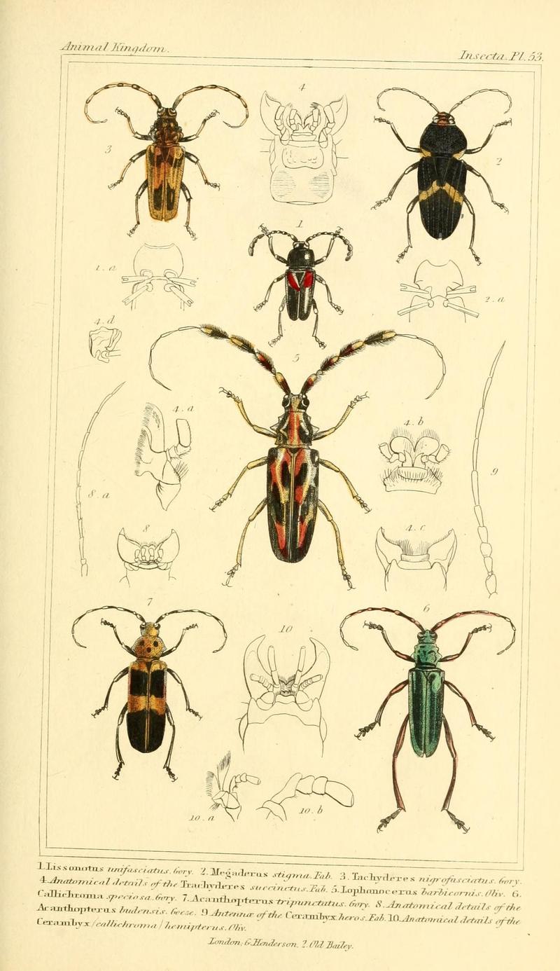 The animal kingdom, arranged according to its organization, serving as a foundation for the natural history of animals (10293544384)