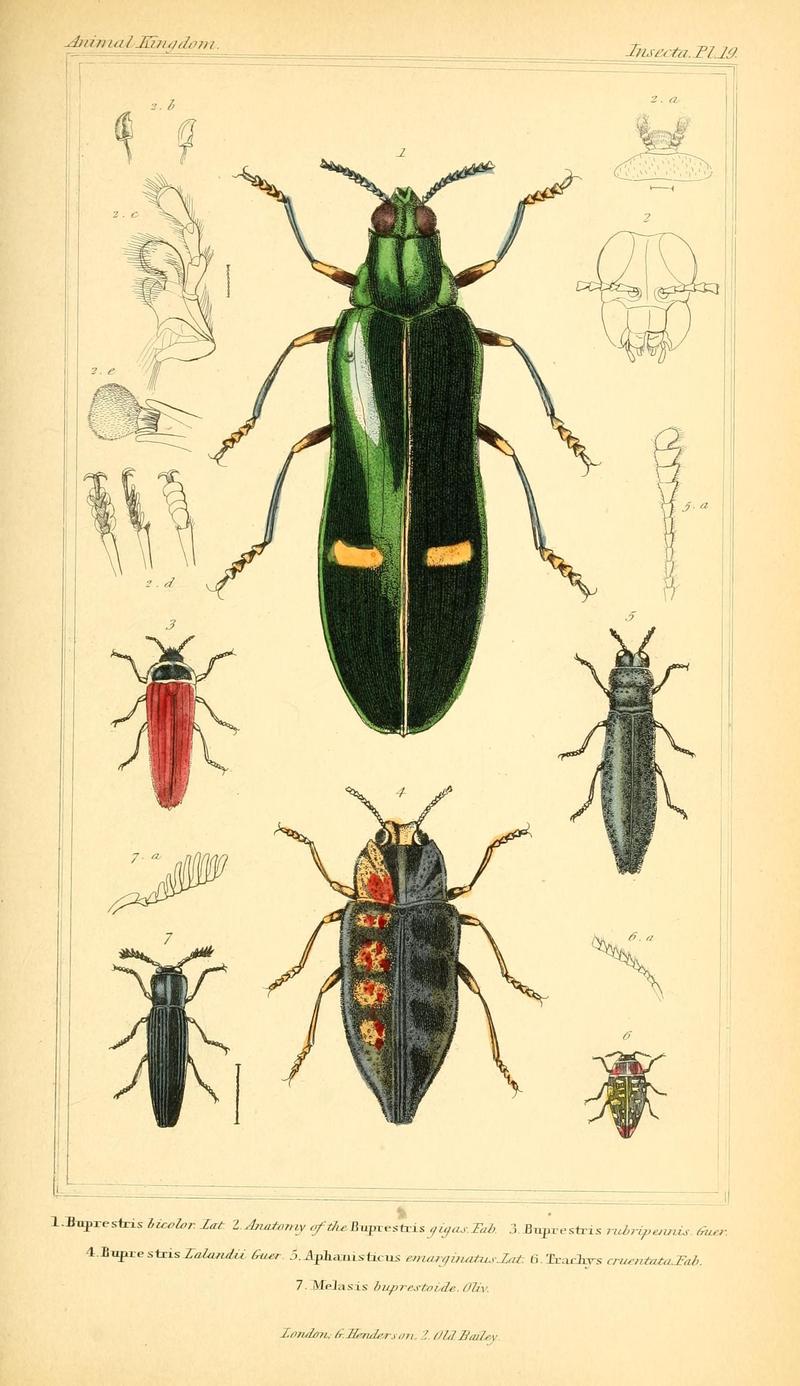 The animal kingdom, arranged according to its organization, serving as a foundation for the natural history of animals (10293545753)