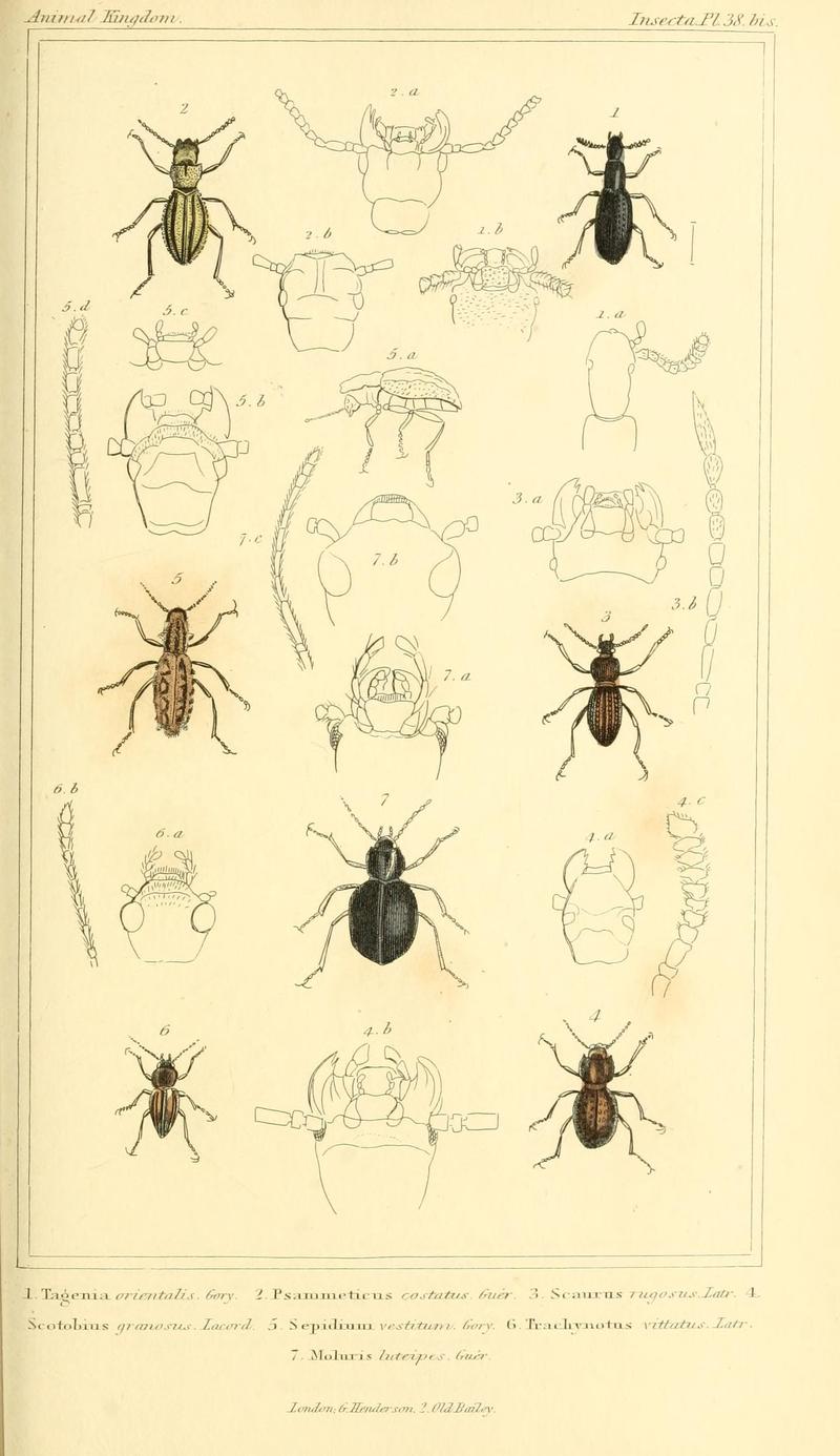 The animal kingdom, arranged according to its organization, serving as a foundation for the natural history of animals (10293547555)