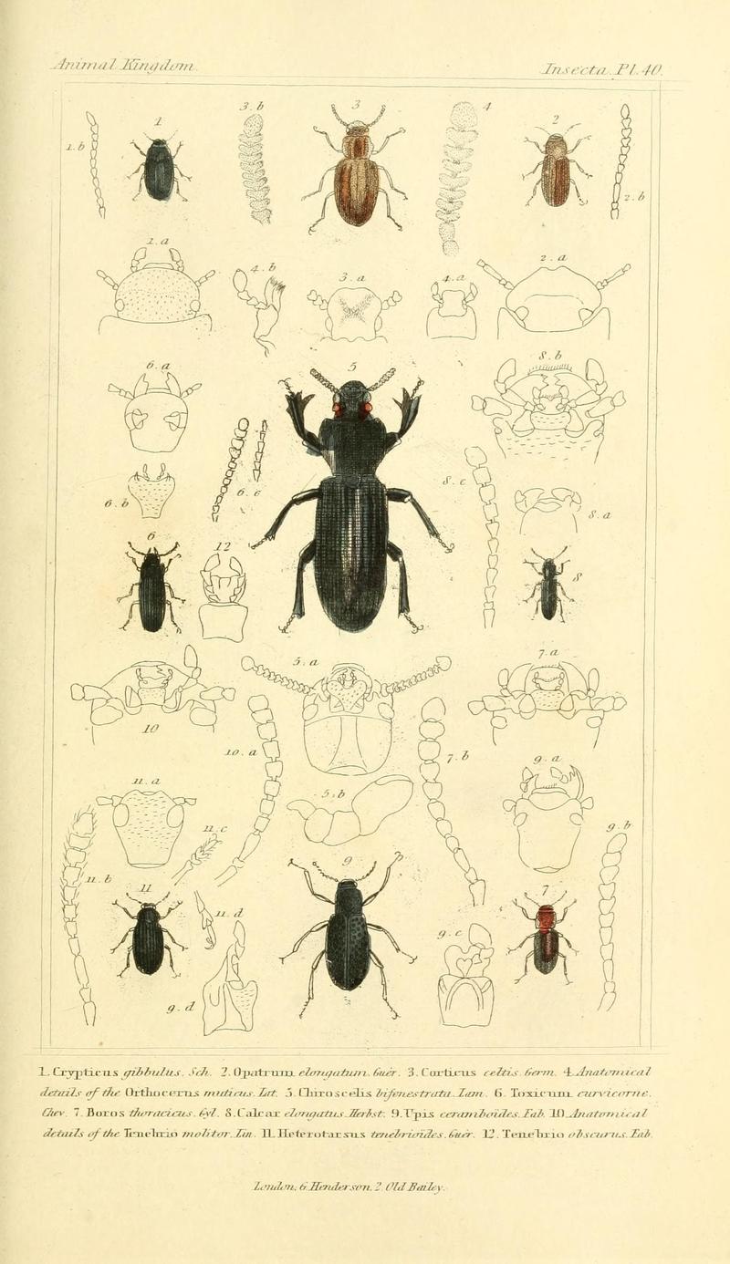 The animal kingdom, arranged according to its organization, serving as a foundation for the natural history of animals (10293558705)