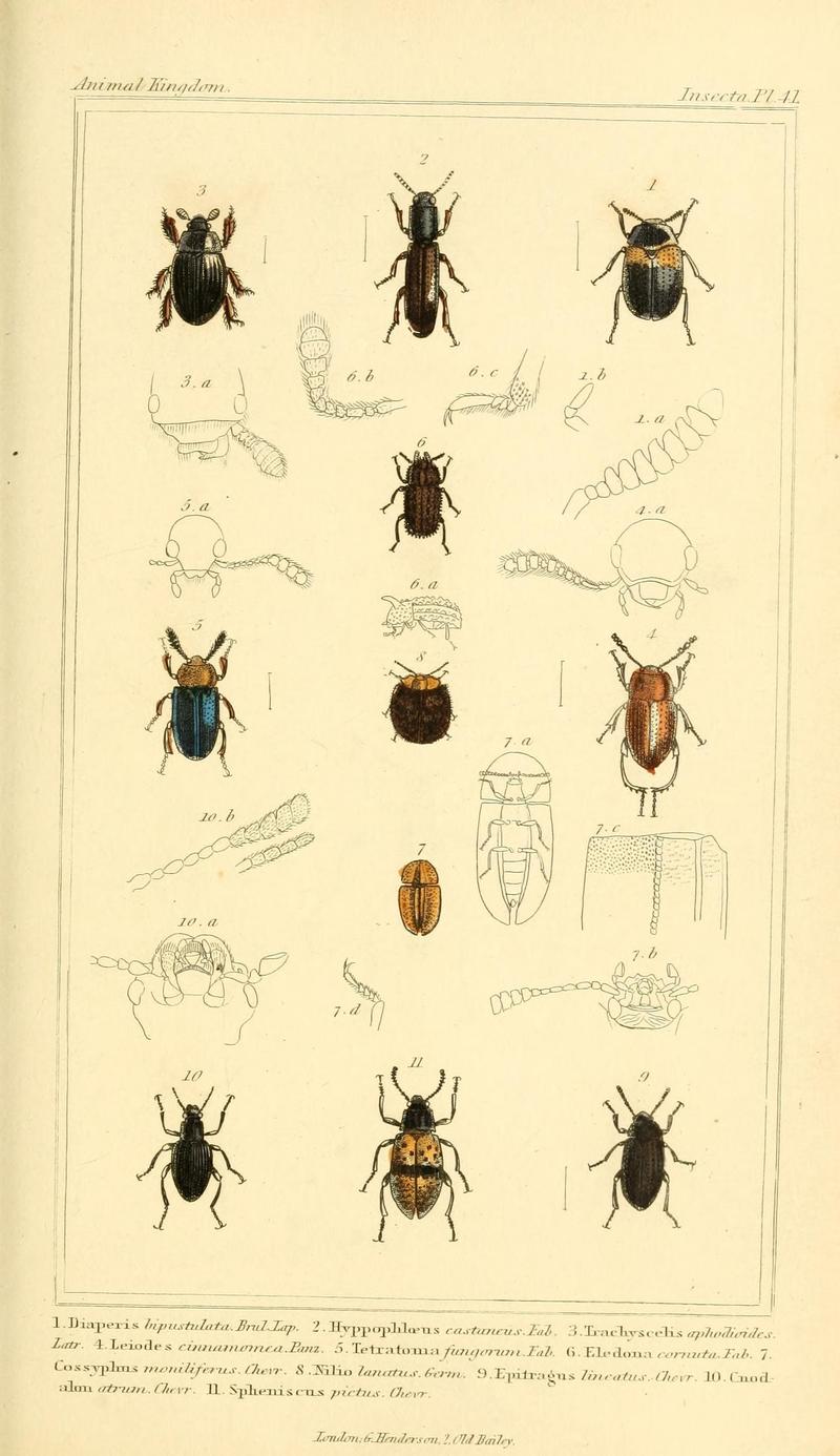 The animal kingdom, arranged according to its organization, serving as a foundation for the natural history of animals (10293563535)