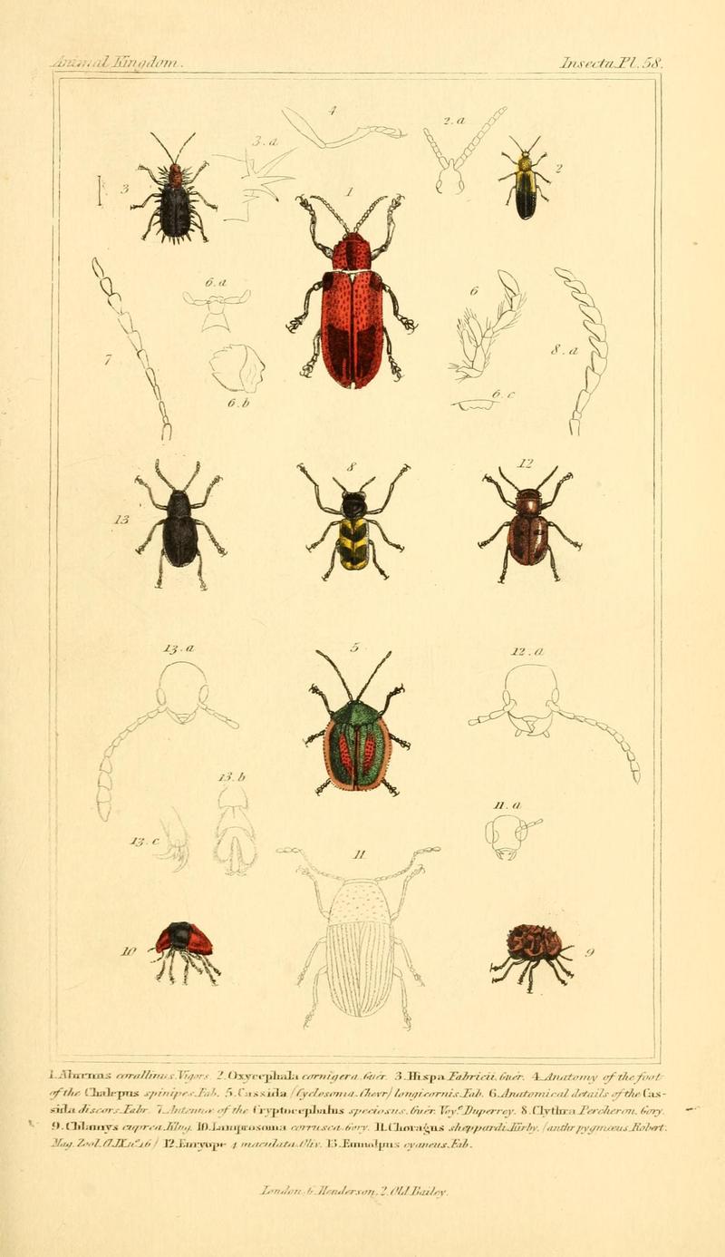 The animal kingdom, arranged according to its organization, serving as a foundation for the natural history of animals (10293568464)