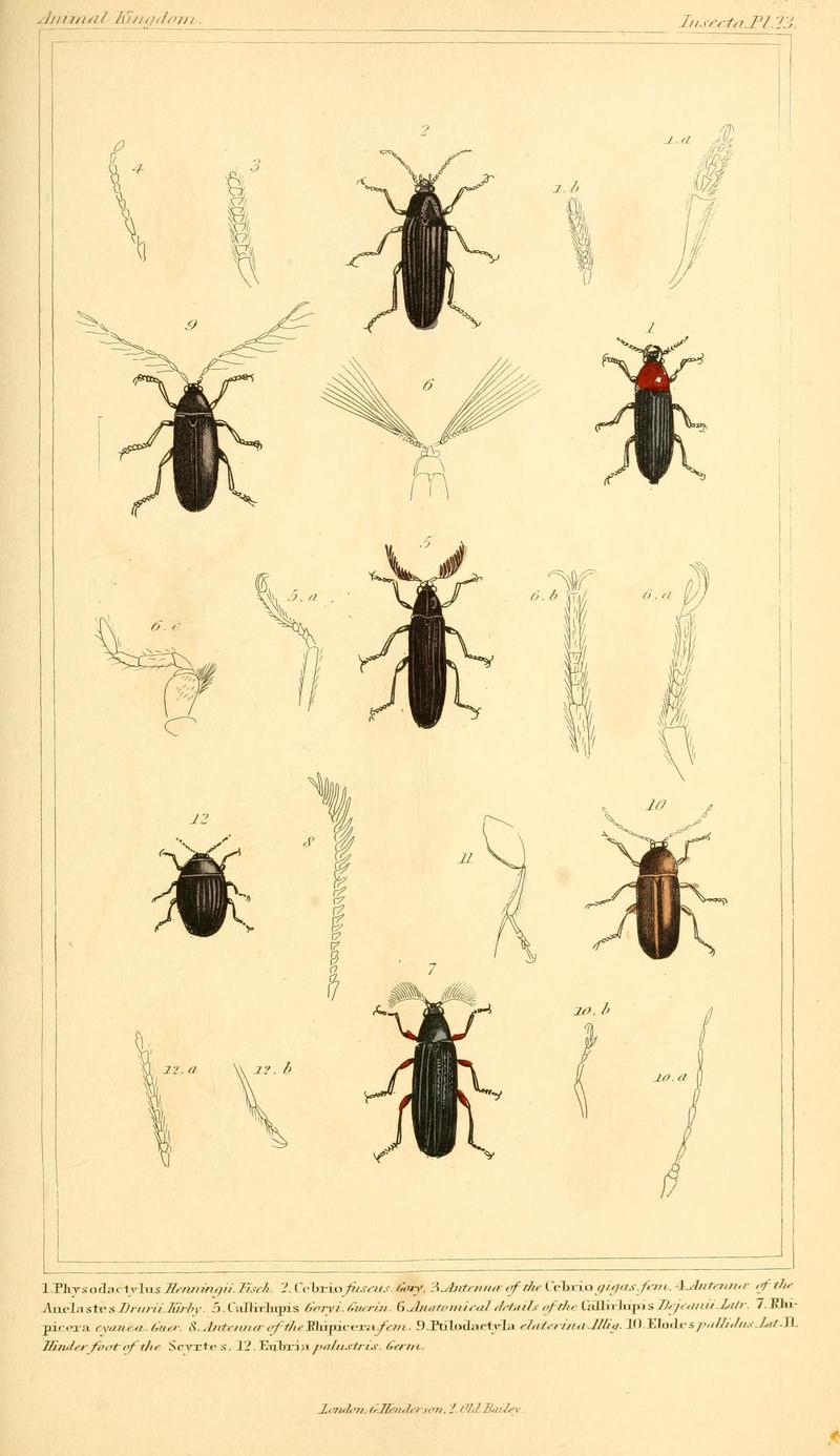 The animal kingdom, arranged according to its organization, serving as a foundation for the natural history of animals (10293568793)