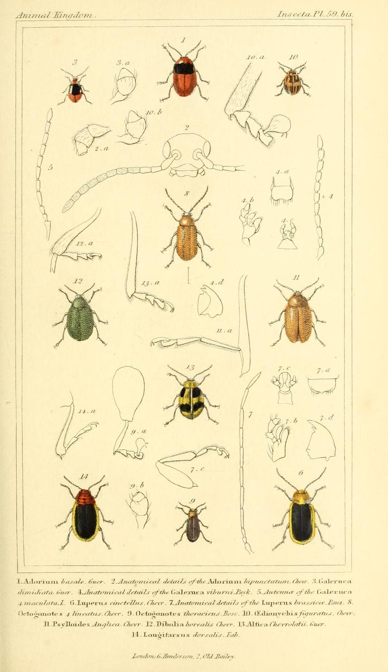 The animal kingdom, arranged according to its organization, serving as a foundation for the natural history of animals (10293578304)
