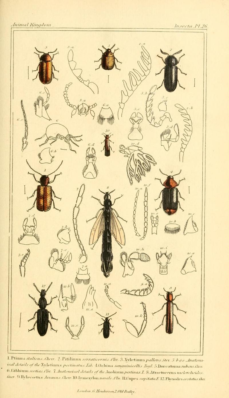 The animal kingdom, arranged according to its organization, serving as a foundation for the natural history of animals (10293586093)