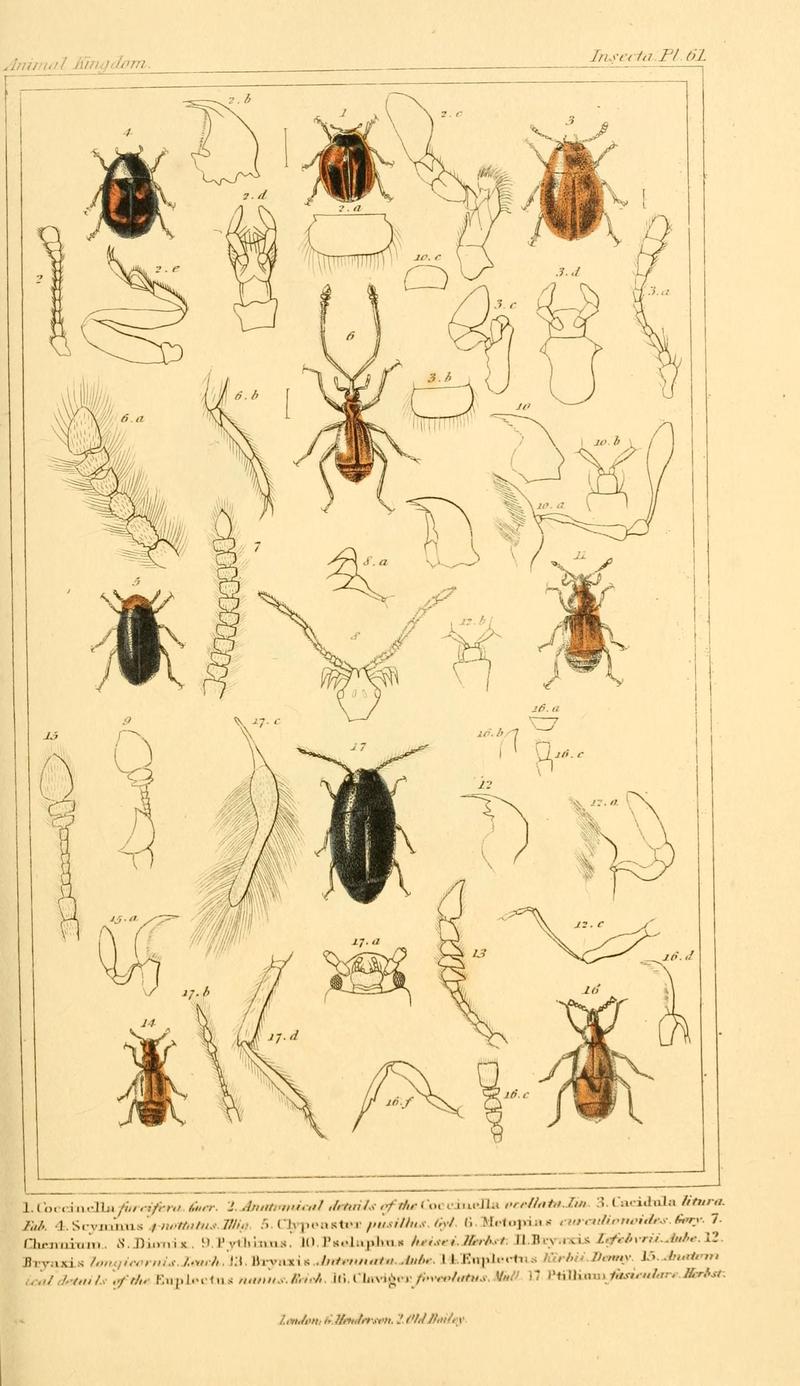 The animal kingdom, arranged according to its organization, serving as a foundation for the natural history of animals (10293591354)