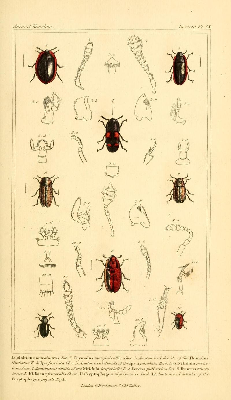 The animal kingdom, arranged according to its organization, serving as a foundation for the natural history of animals (10293596443)