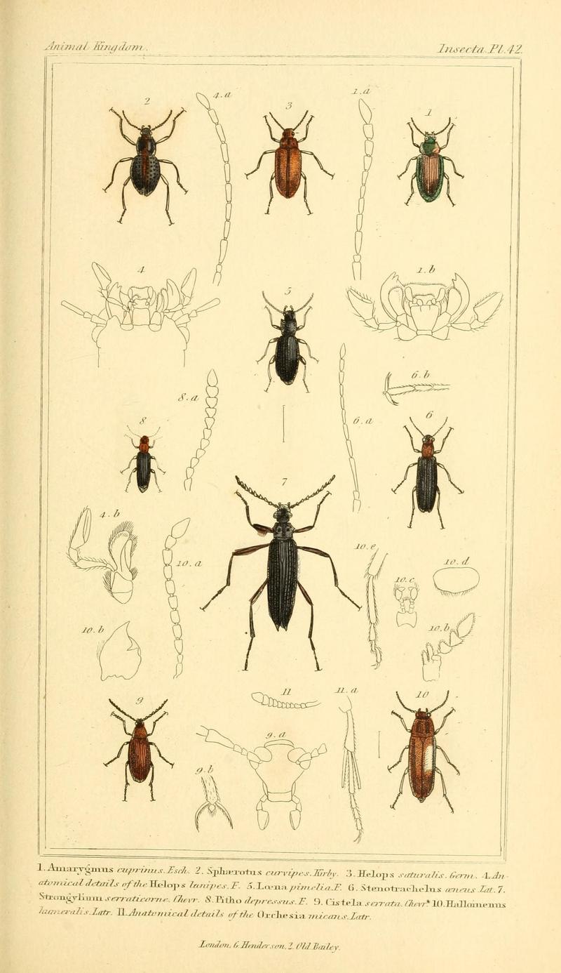 The animal kingdom, arranged according to its organization, serving as a foundation for the natural history of animals (10293598536)