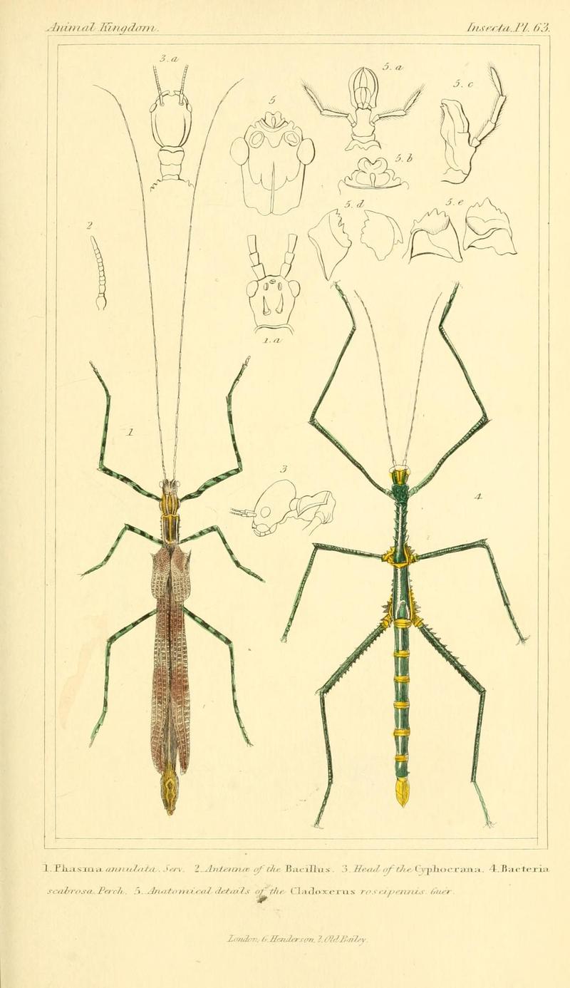 The animal kingdom, arranged according to its organization, serving as a foundation for the natural history of animals (10293600024)