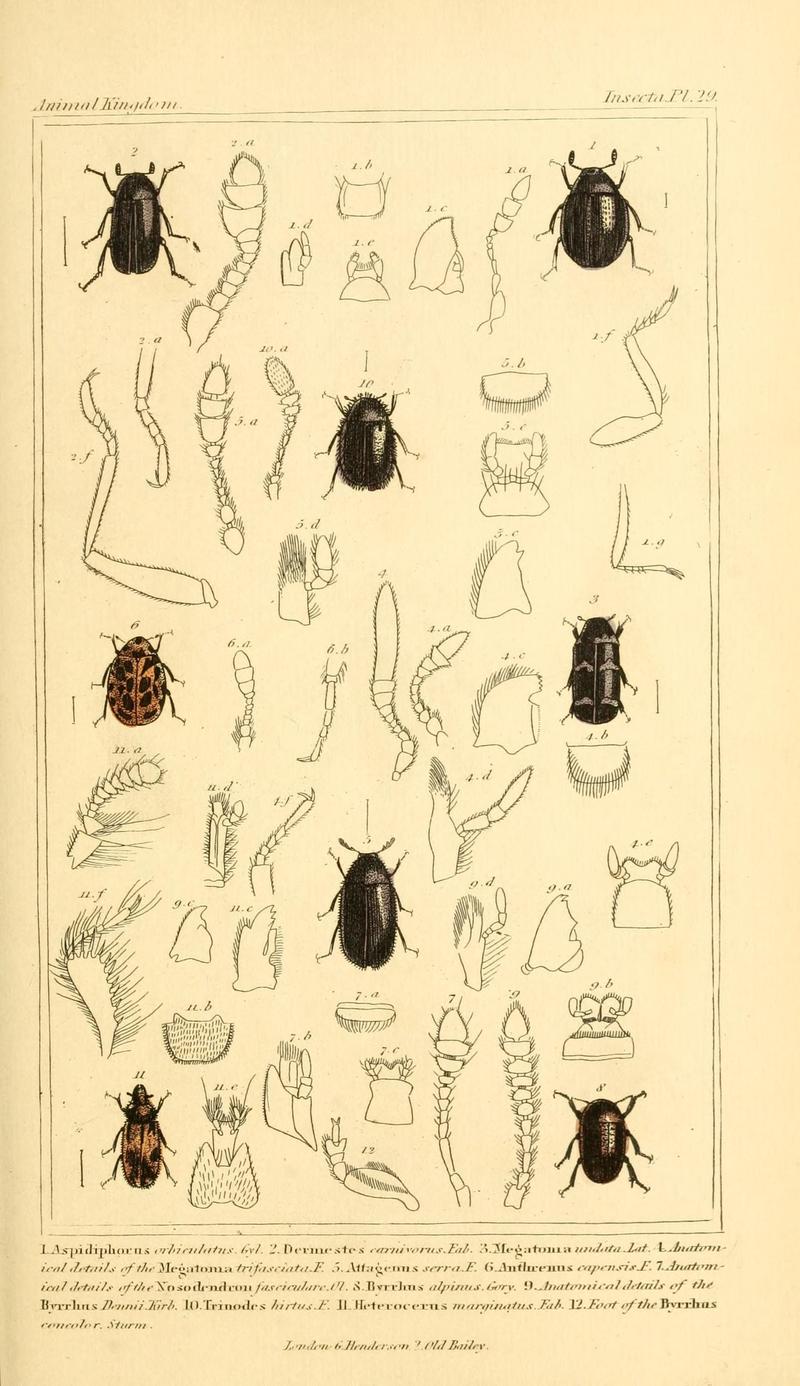 The animal kingdom, arranged according to its organization, serving as a foundation for the natural history of animals (10293601023)