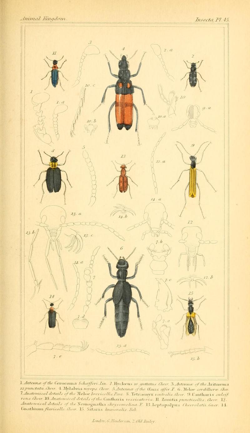 The animal kingdom, arranged according to its organization, serving as a foundation for the natural history of animals (10293609906)