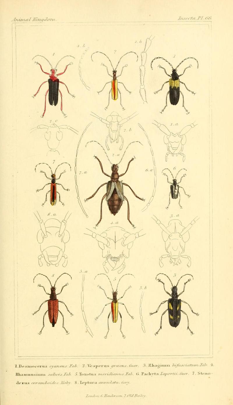 The animal kingdom, arranged according to its organization, serving as a foundation for the natural history of animals (10293611824)
