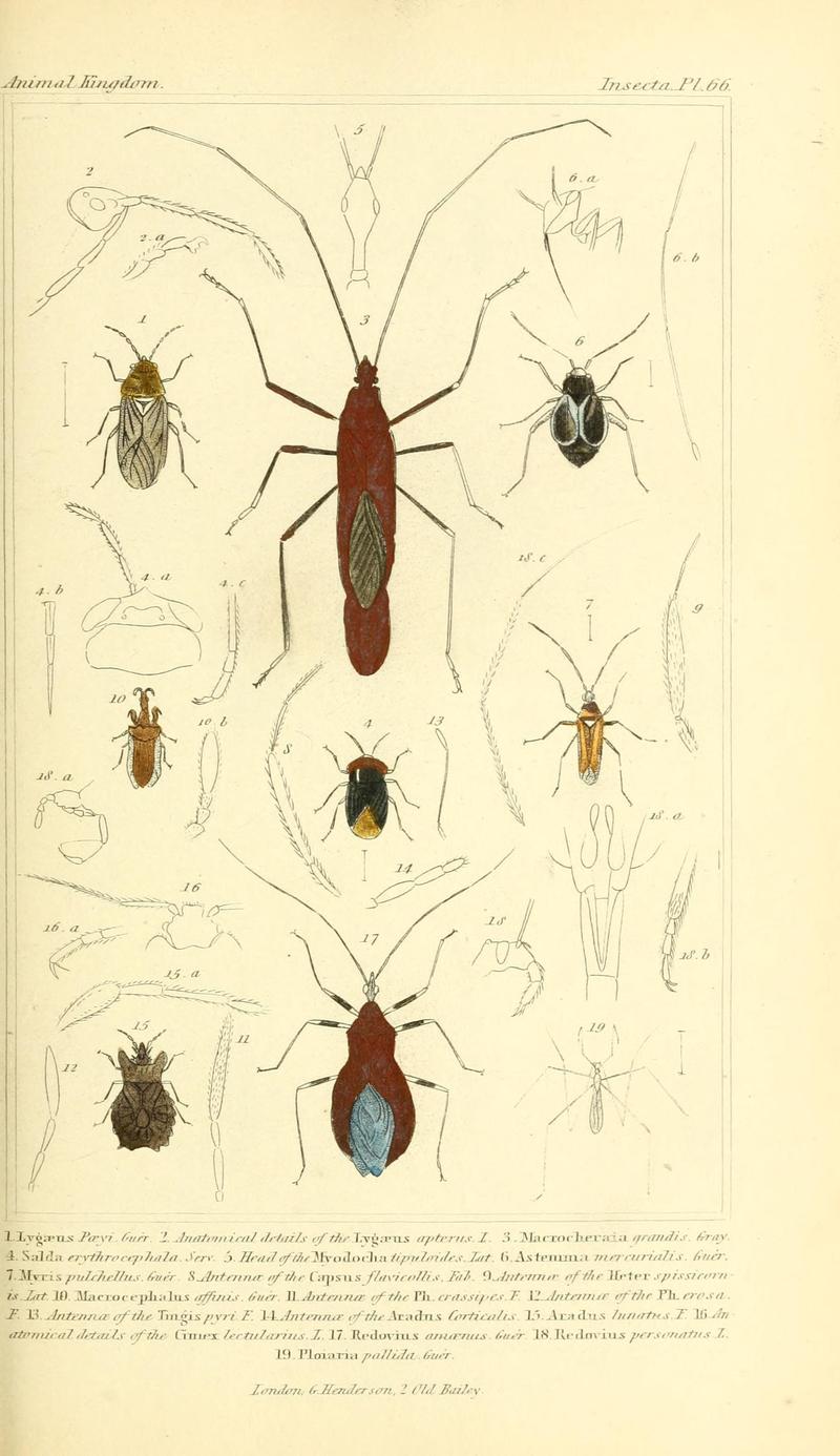 The animal kingdom, arranged according to its organization, serving as a foundation for the natural history of animals (10293616514)