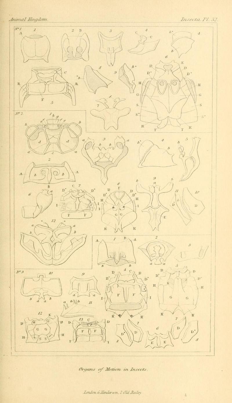 The animal kingdom, arranged according to its organization, serving as a foundation for the natural history of animals (10293619403)