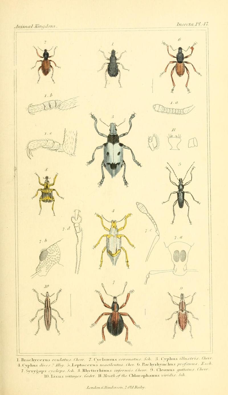 The animal kingdom, arranged according to its organization, serving as a foundation for the natural history of animals (10293620206)