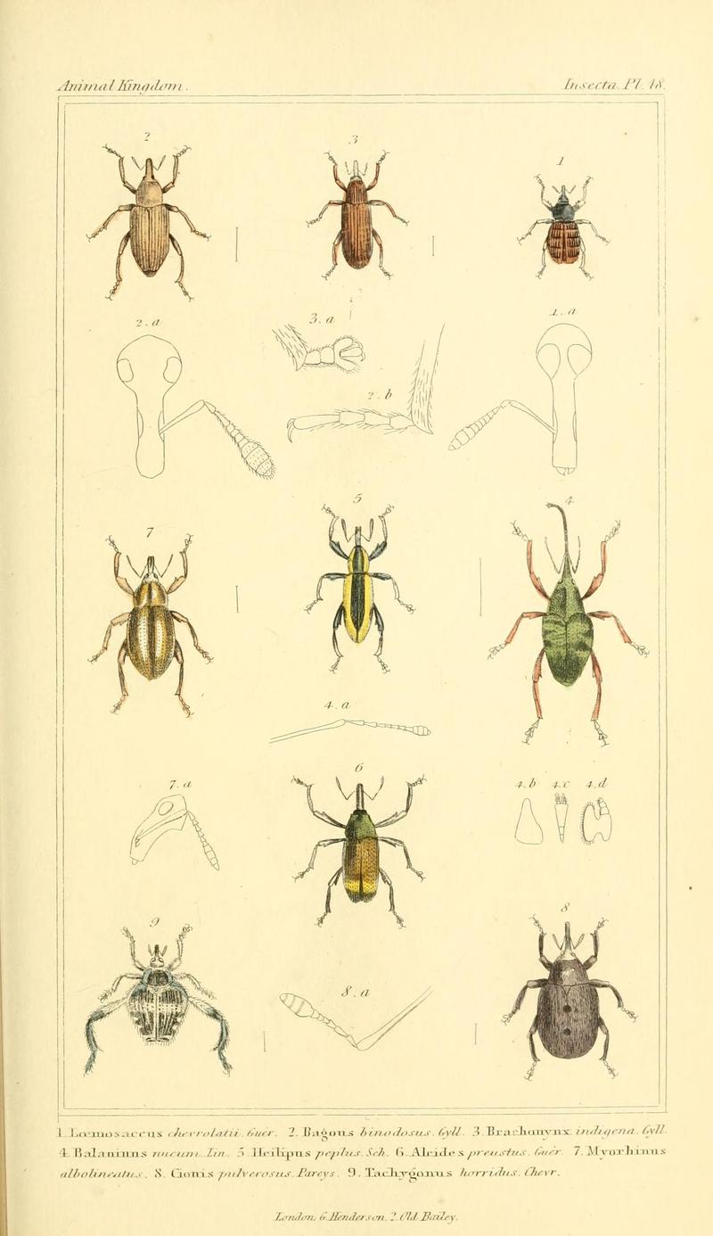 The animal kingdom, arranged according to its organization, serving as a foundation for the natural history of animals (10293625485)