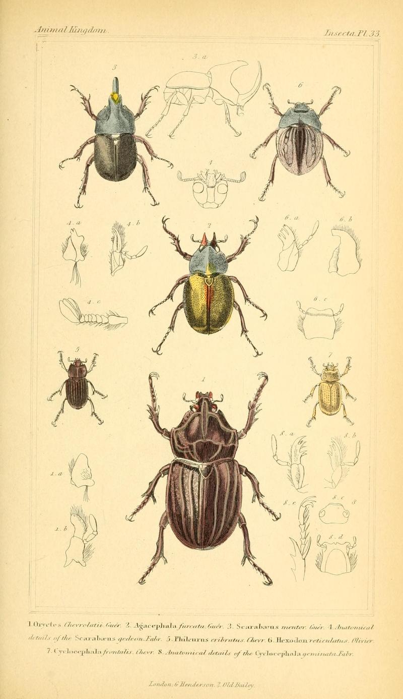 The animal kingdom, arranged according to its organization, serving as a foundation for the natural history of animals (10293625983)