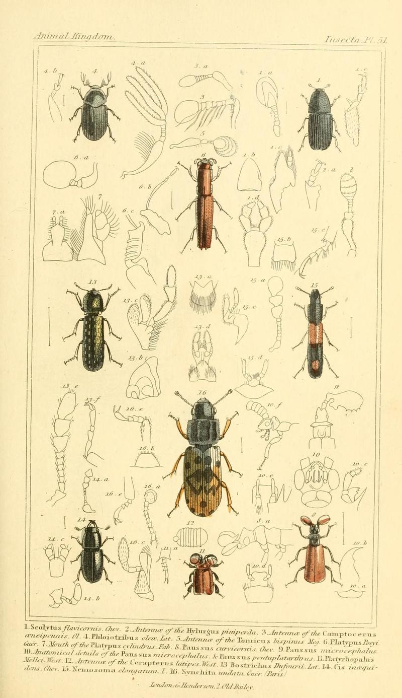 The animal kingdom, arranged according to its organization, serving as a foundation for the natural history of animals (10293639336)