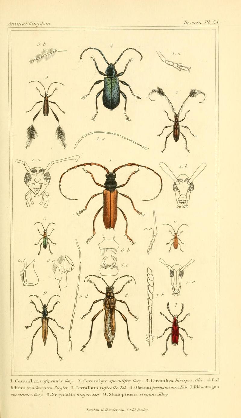 The animal kingdom, arranged according to its organization, serving as a foundation for the natural history of animals (10293655006)