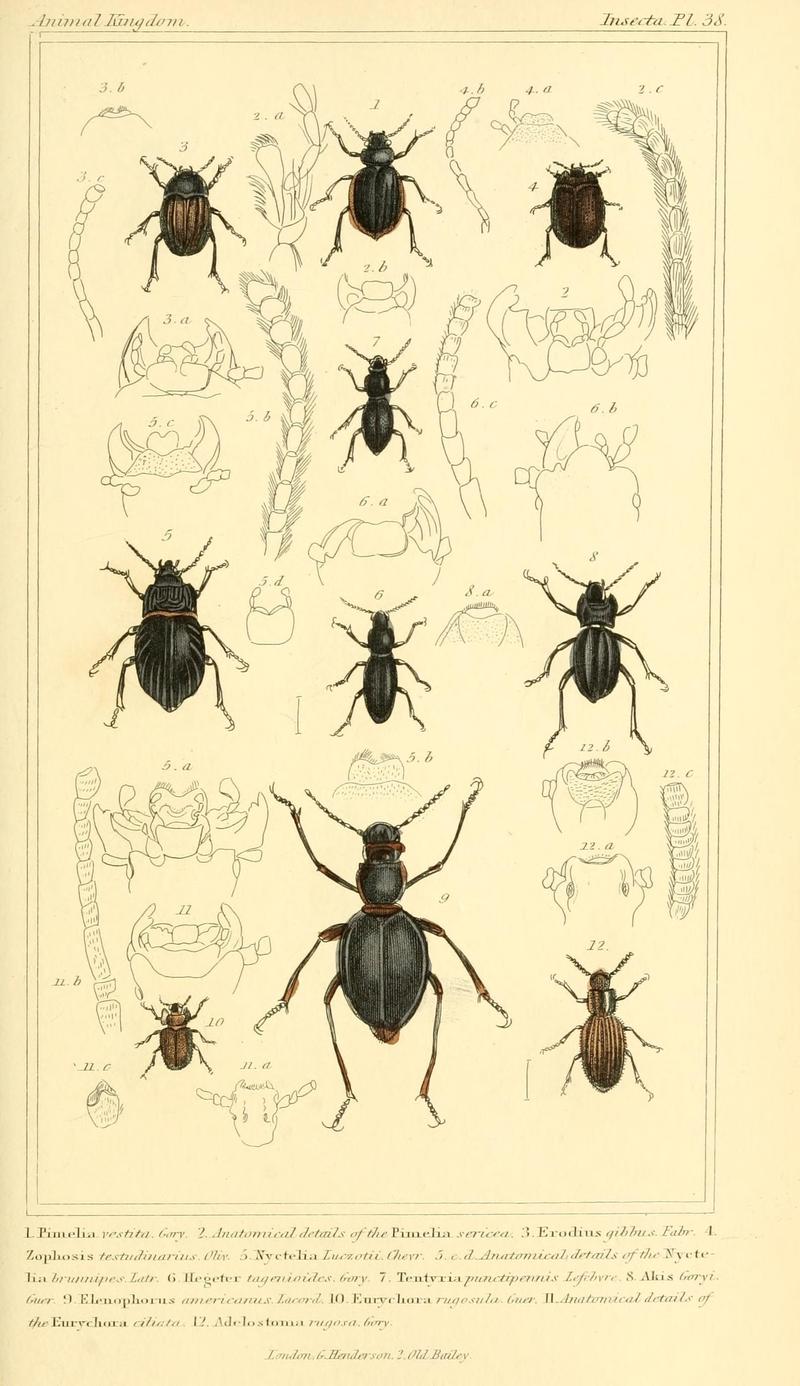The animal kingdom, arranged according to its organization, serving as a foundation for the natural history of animals (10293657093)