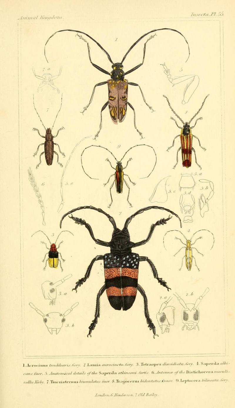 The animal kingdom, arranged according to its organization, serving as a foundation for the natural history of animals (10293661145)