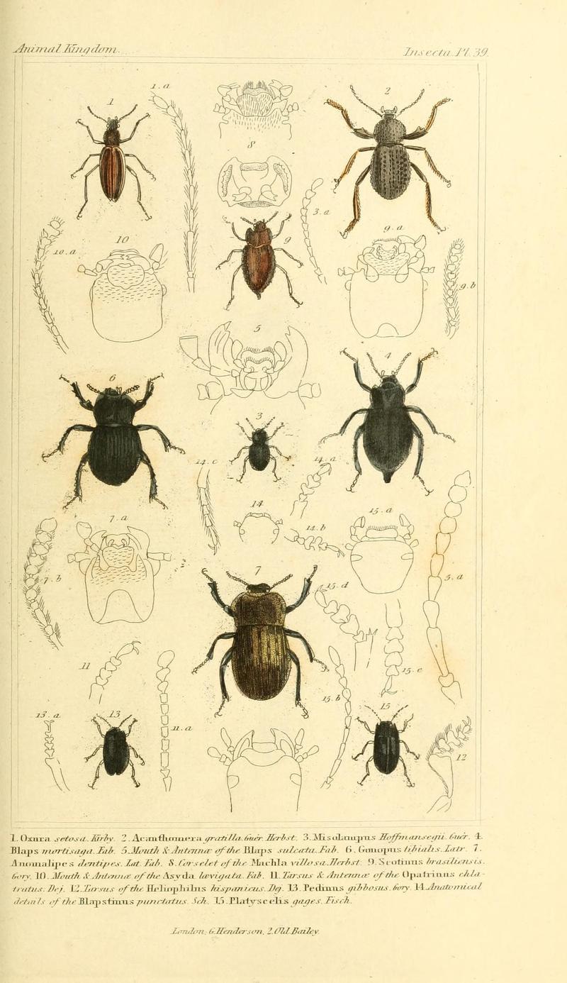 The animal kingdom, arranged according to its organization, serving as a foundation for the natural history of animals (10293667943)