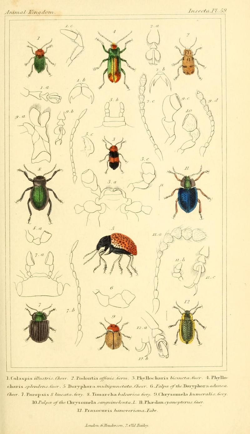 The animal kingdom, arranged according to its organization, serving as a foundation for the natural history of animals (10293679036)