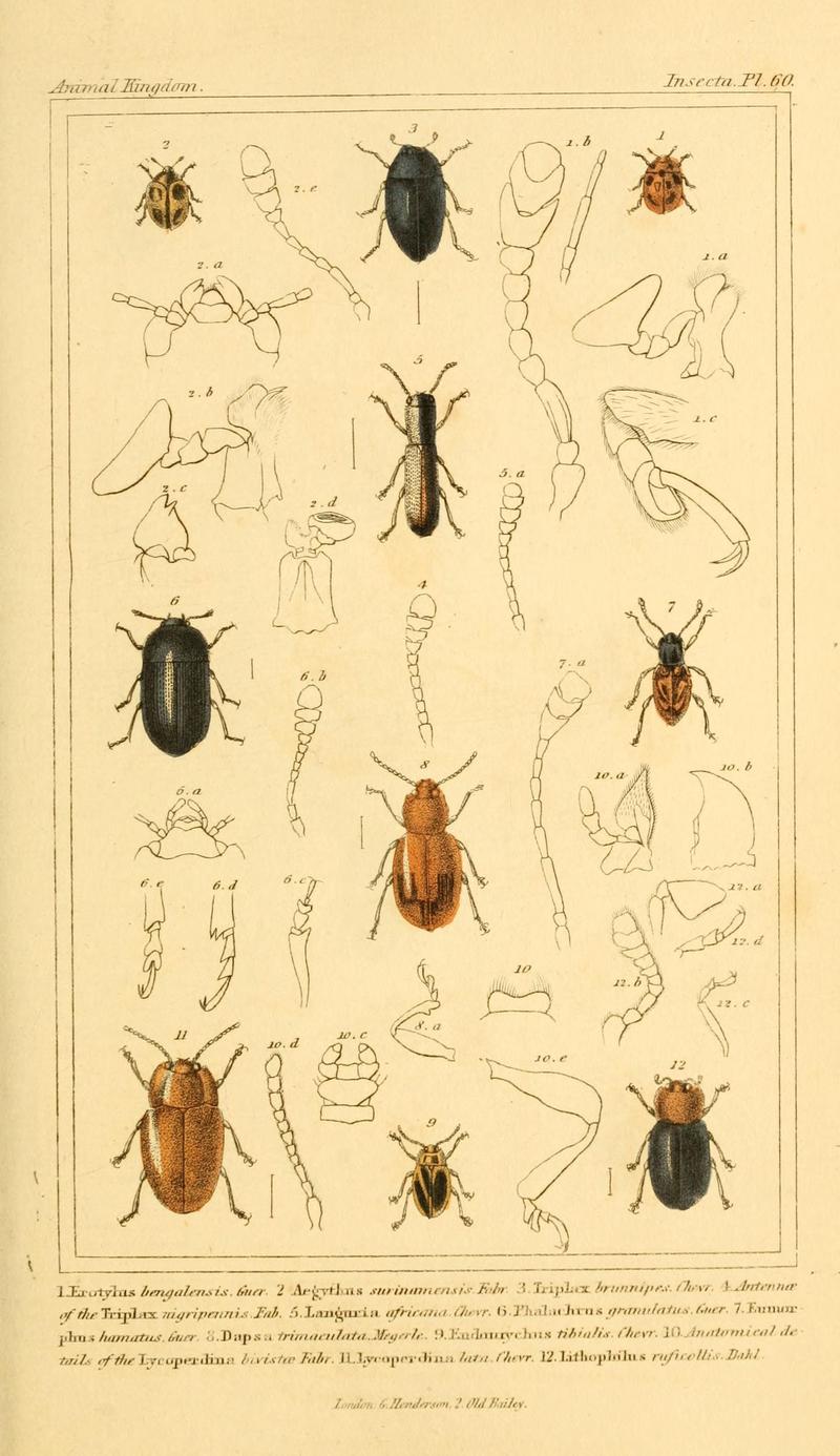 The animal kingdom, arranged according to its organization, serving as a foundation for the natural history of animals (10293693035)