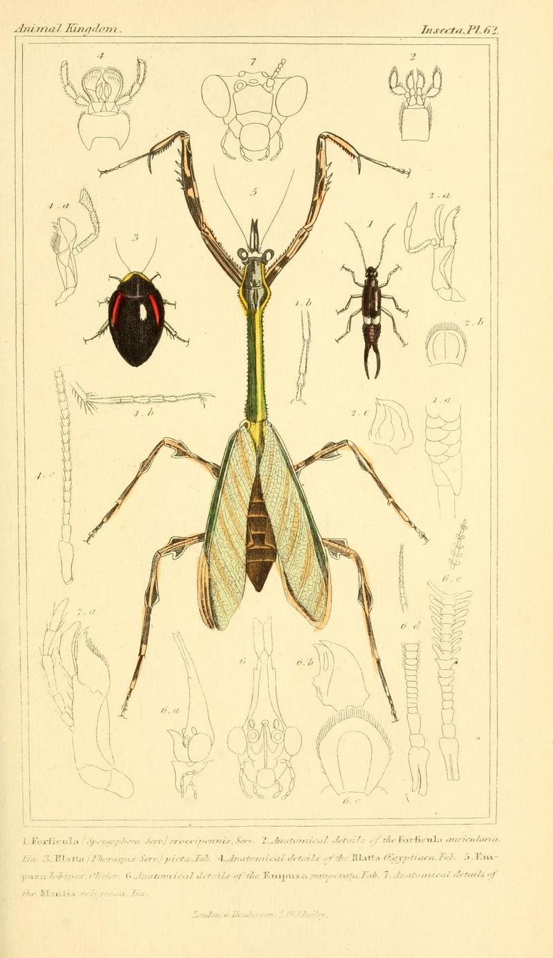 The animal kingdom, arranged according to its organization, serving as a foundation for the natural history of animals (10293701596)