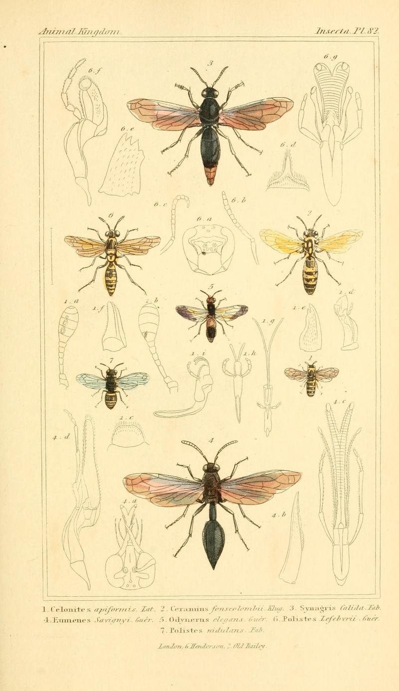 The animal kingdom, arranged according to its organization, serving as a foundation for the natural history of animals (10293702144)