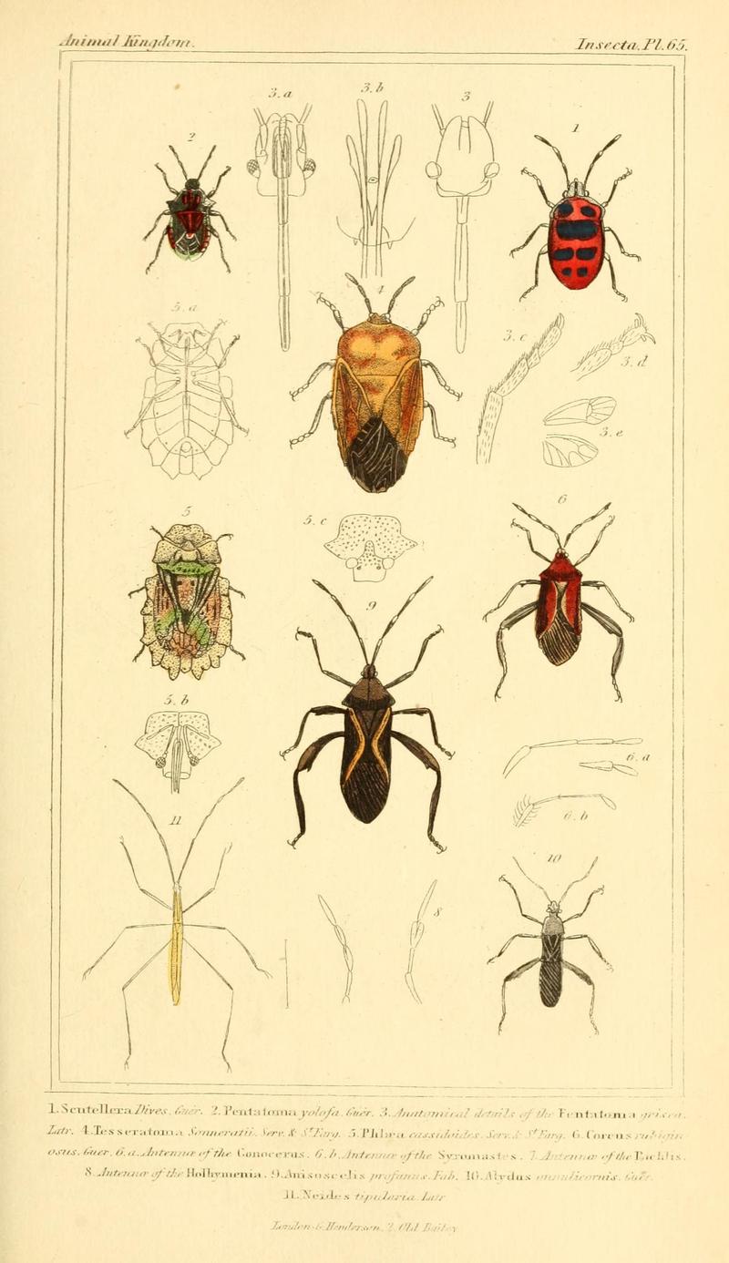 The animal kingdom, arranged according to its organization, serving as a foundation for the natural history of animals (10293714895)