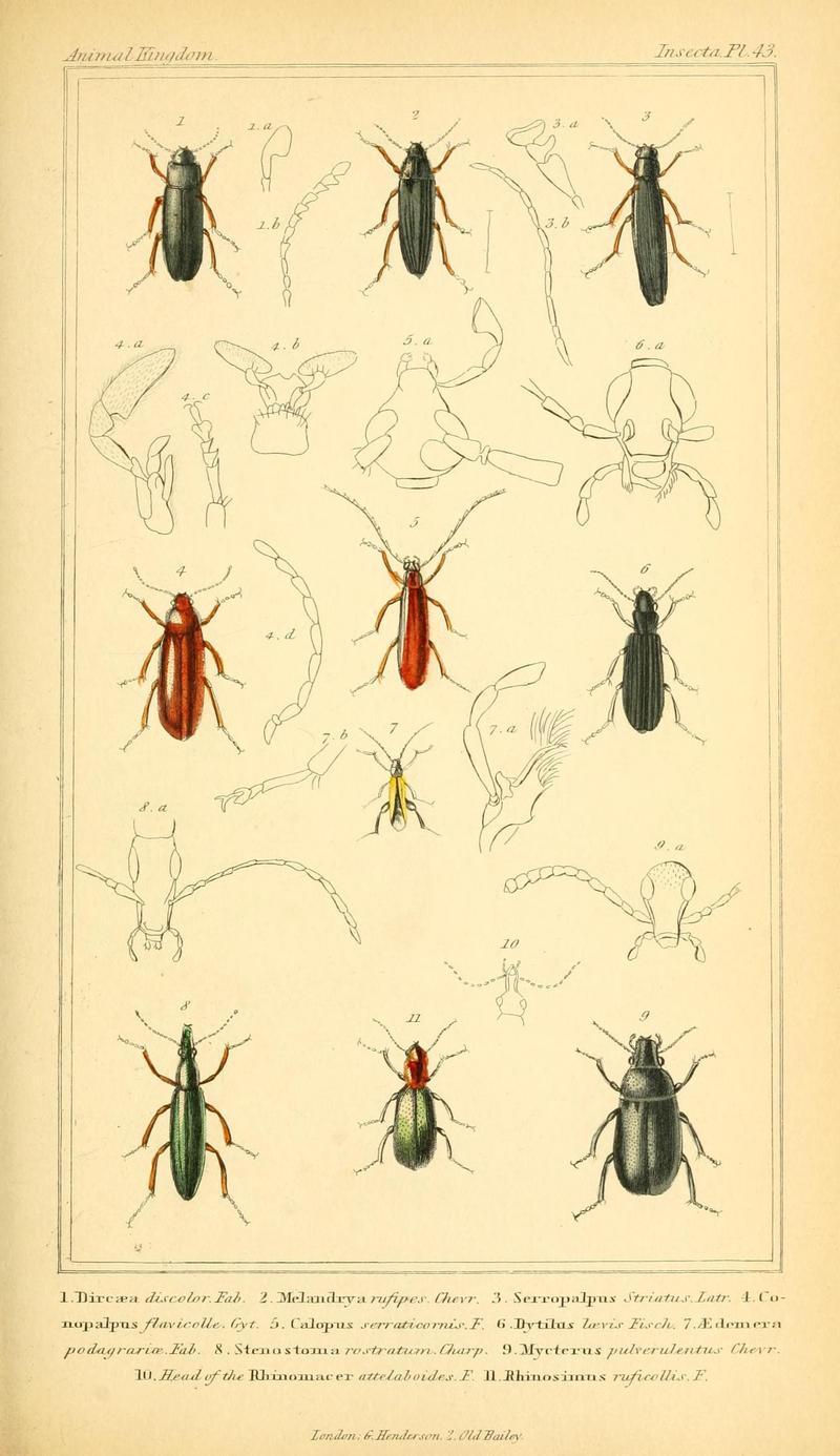 The animal kingdom, arranged according to its organization, serving as a foundation for the natural history of animals (10293716433)
