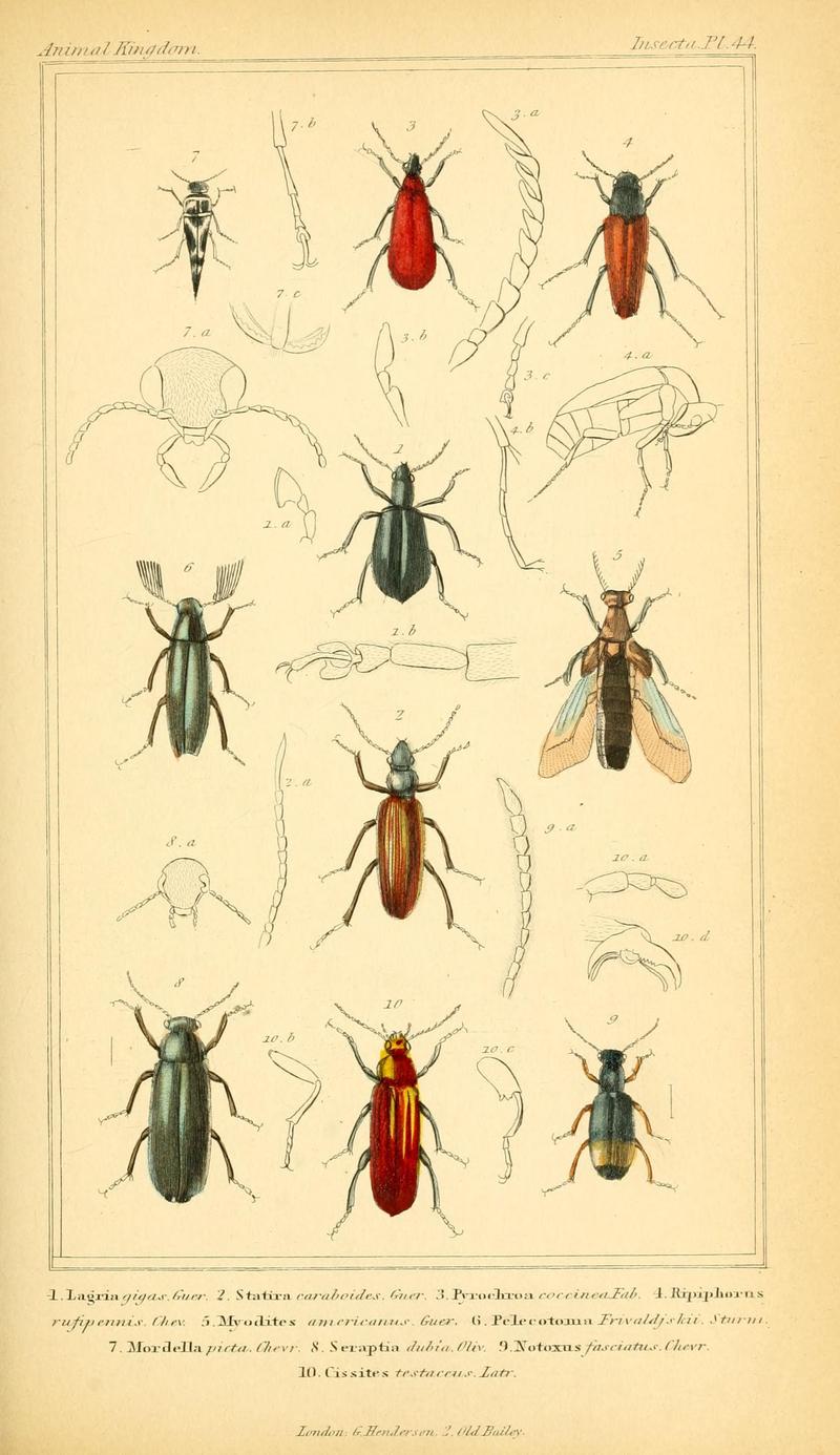 The animal kingdom, arranged according to its organization, serving as a foundation for the natural history of animals (10293720483)