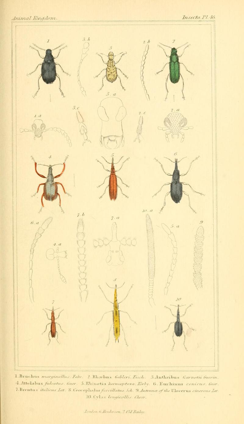 The animal kingdom, arranged according to its organization, serving as a foundation for the natural history of animals (10293729033)
