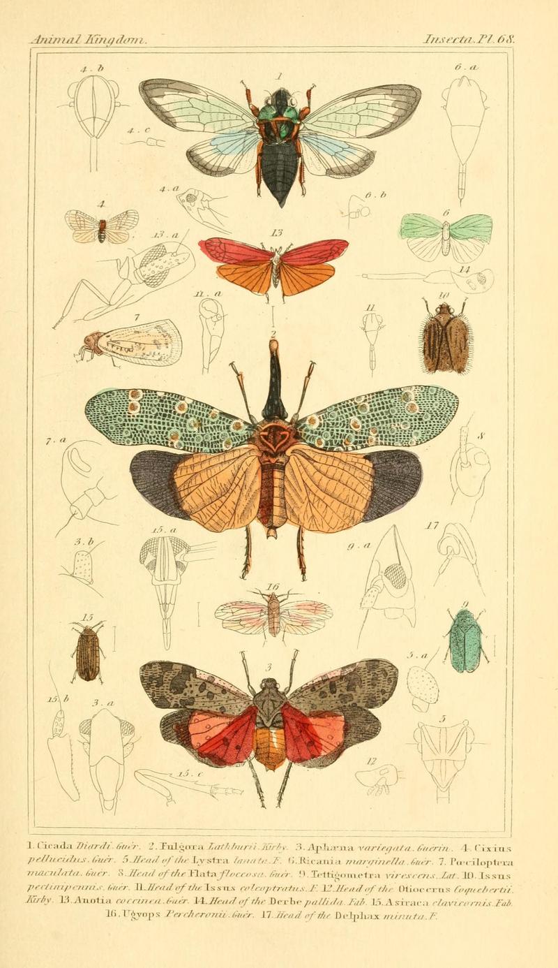 The animal kingdom, arranged according to its organization, serving as a foundation for the natural history of animals (10293733035)