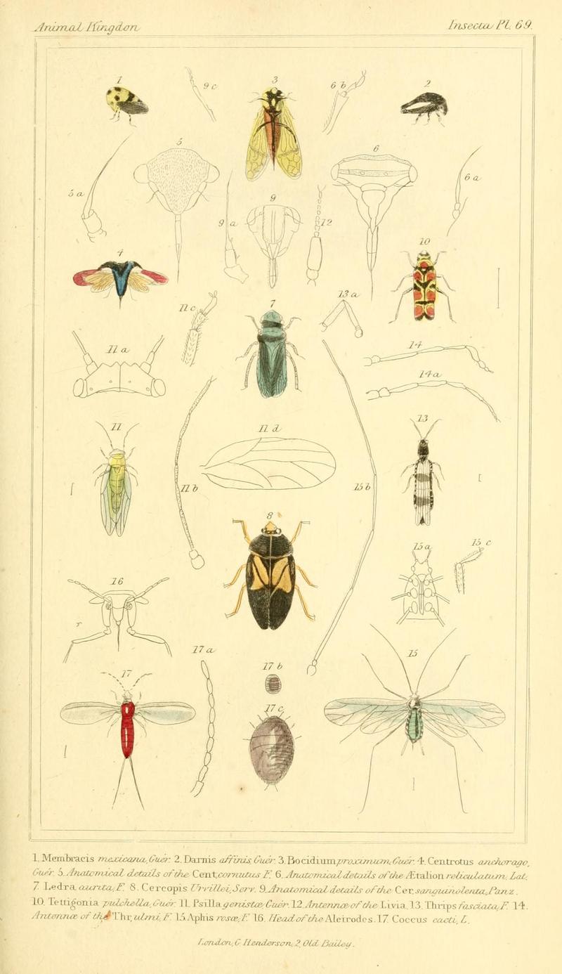 The animal kingdom, arranged according to its organization, serving as a foundation for the natural history of animals (10293735876)