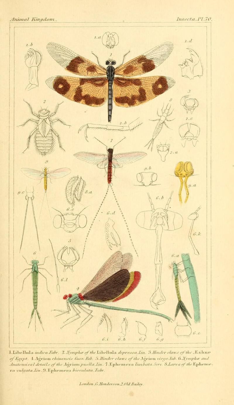 The animal kingdom, arranged according to its organization, serving as a foundation for the natural history of animals (10293742435)