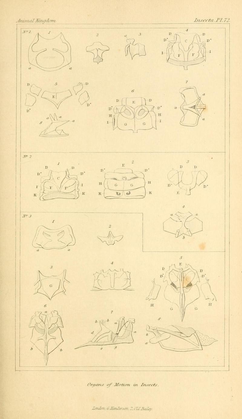 The animal kingdom, arranged according to its organization, serving as a foundation for the natural history of animals (10293749596)