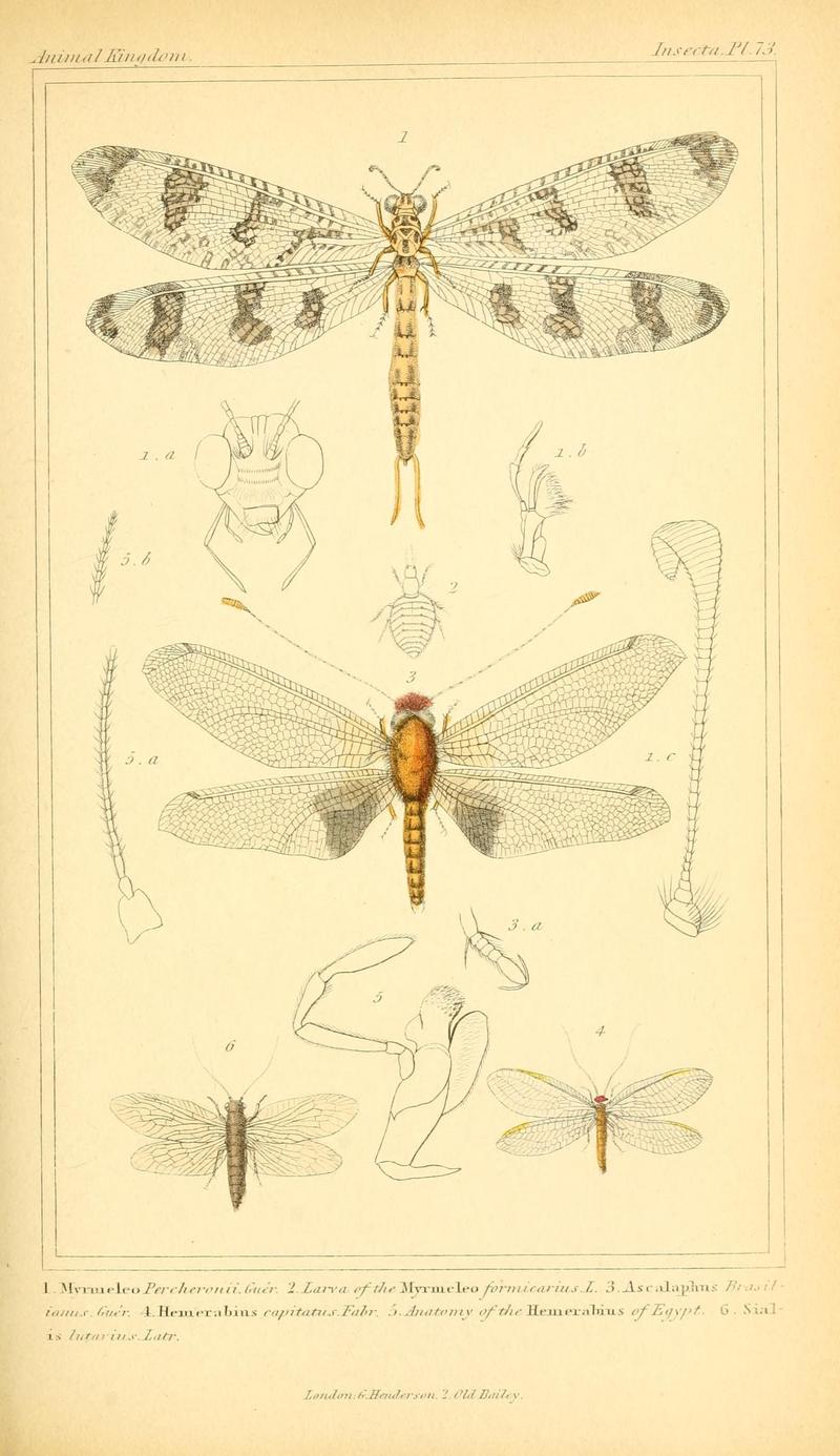 The animal kingdom, arranged according to its organization, serving as a foundation for the natural history of animals (10293754546)