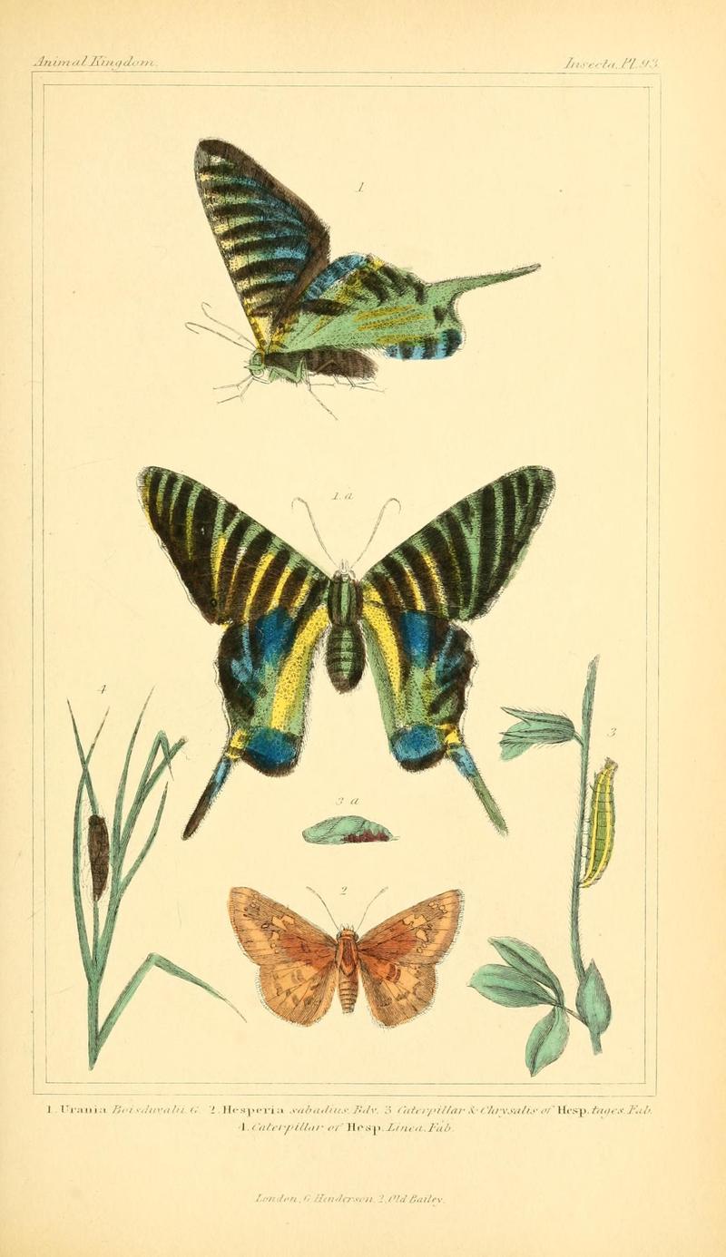 The animal kingdom, arranged according to its organization, serving as a foundation for the natural history of animals (10293758564)
