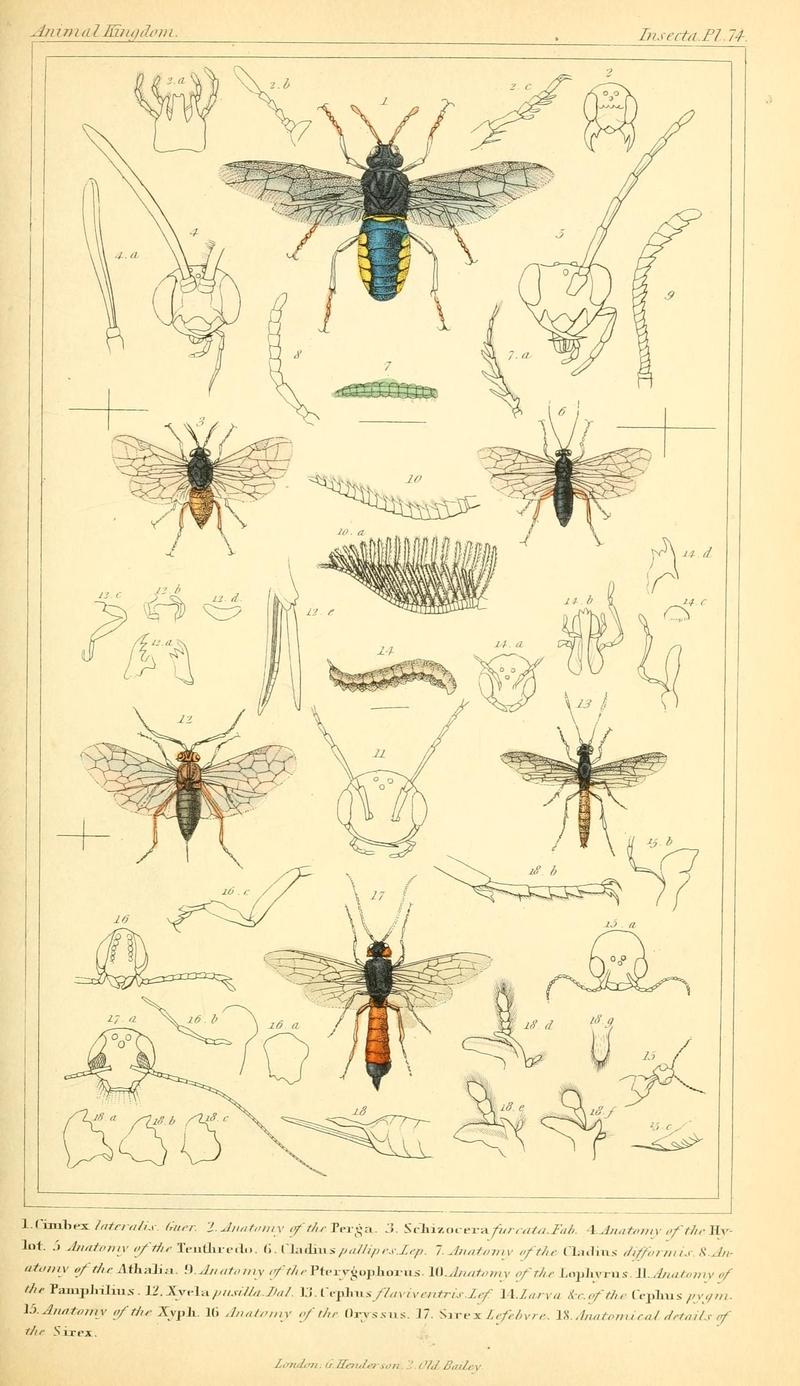 The animal kingdom, arranged according to its organization, serving as a foundation for the natural history of animals (10293761485)